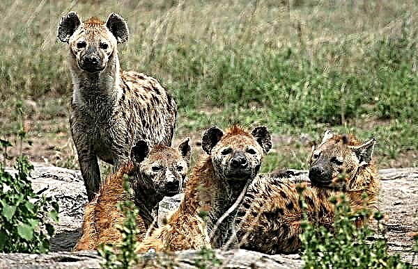 ហ៊ីណាគឺជាសត្វមួយ។ ការពិពណ៌នា, លក្ខណៈពិសេស, ប្រភេទសត្វ, របៀបរស់នៅនិងជម្រករបស់ hyena