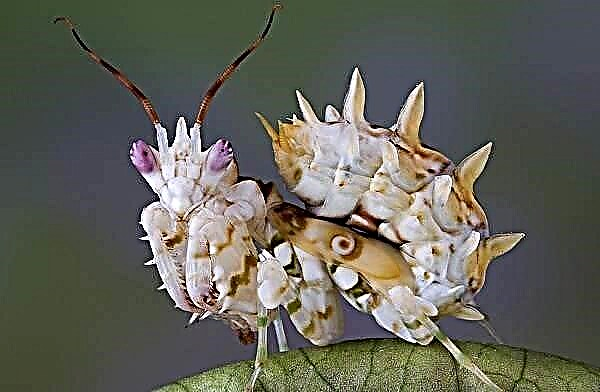 Ensèk mantis Orchid. Deskripsyon, karakteristik, fòm ak abita nan mantis la lapriyè