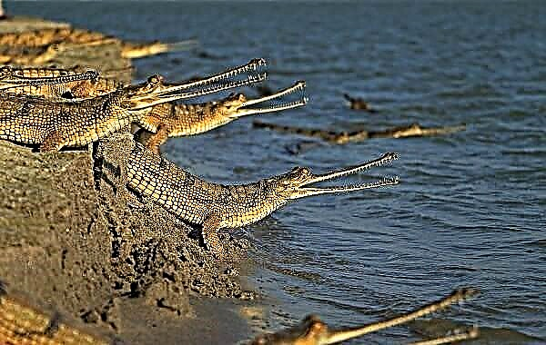 Krokodilo Gaviala. Gavialaren deskribapena, ezaugarriak, espezieak, bizimodua eta habitata