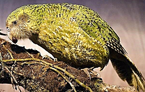 Kakapo-papegaai. Beskrywing, kenmerke, spesies, lewenstyl en habitat van die kakapo