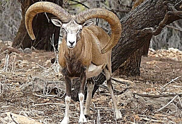 Mouflon mangrupikeun sato. Katerangan, fitur, spésiés, gaya hirup sareng habitat mouflon