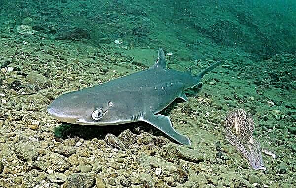 Haai katran. Beskrywing, kenmerke, soorte, lewenstyl en habitat van katran