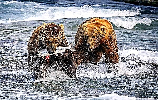 Medvjed grizli. Opis, karakteristike, vrste, način života i stanište medvjeda grizli