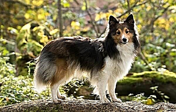 Qeni Sheltie. Përshkrimi, tiparet, llojet, kujdesi, mirëmbajtja dhe çmimi i racës Sheltie