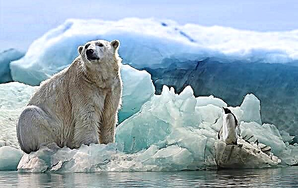 Animal de oso polar. Descrición, características, estilo de vida e hábitat do oso