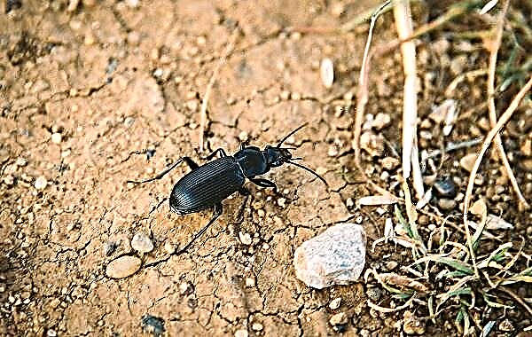 Insekt i tokës së beetles. Përshkrimi, tiparet, speciet, mënyra e jetesës dhe habitati i brumbullit të tokës