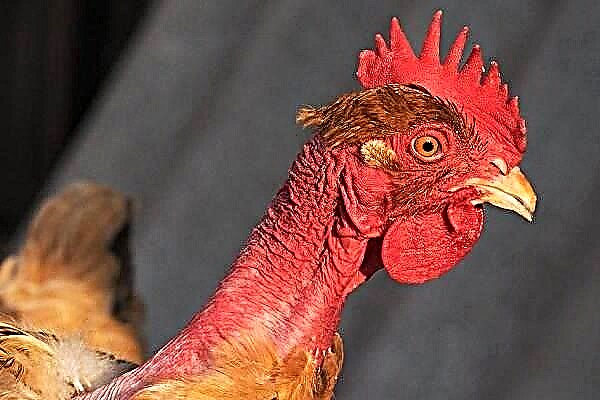 As galiñas son holosheyki. Descrición, características, tipos, coidado e mantemento de voces