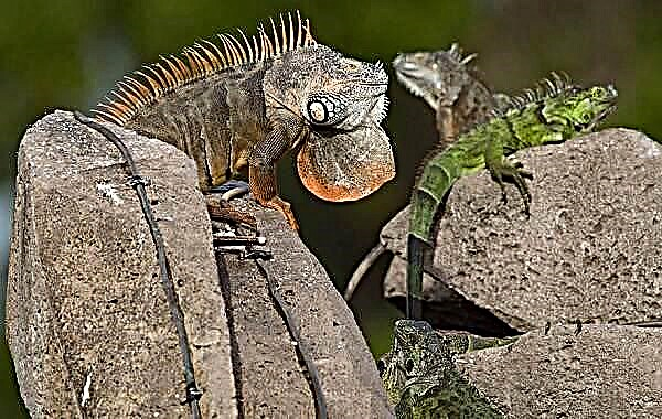 A iguana é un animal. Descrición, características, especies, estilo de vida e hábitat da iguana