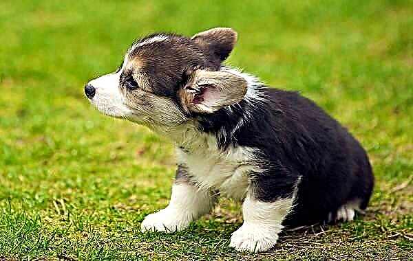 Уэльсийн корги нохой. Уэльсийн корги үүлдрийн тодорхойлолт, онцлог, төрөл, арчилгаа, үнэ