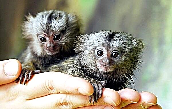 Igrunka არის ჯუჯა მაიმუნი. მარმოსების აღწერა, მახასიათებლები, სახეობები, ცხოვრების წესი და ჰაბიტატი