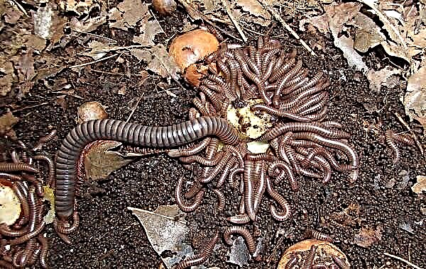 Nodding centipede. Kufotokozera, mawonekedwe, mitundu, moyo ndi malo okhala kivsiak