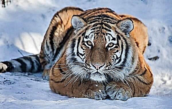 Усурски тигар. Опис, карактеристики, начин на живот и живеалиште на предаторот