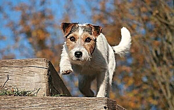 Parson Russell Terrier txakurra. Arrazaren deskribapena, ezaugarriak, motak, izaera eta zainketa