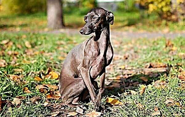 Италијанско куче со Greyhound. Опис, карактеристики, видови, грижа и цена на италијанската раса Greyhound