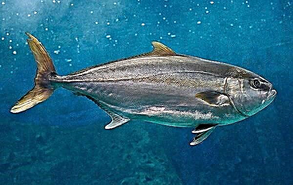 Լակեդրա ձուկ: Lacedra- ի նկարագրությունը, առանձնահատկությունները, տեսակները, կենսակերպը և բնակավայրը