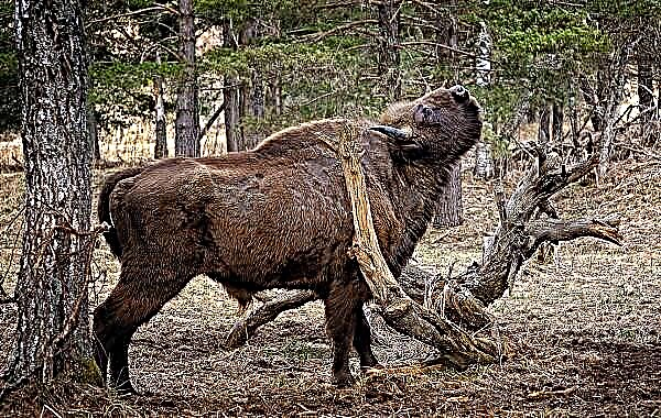 Bisontes excellentique est animalis. Description: features, speciebus et lifestyle locus autem bisontes excellentique