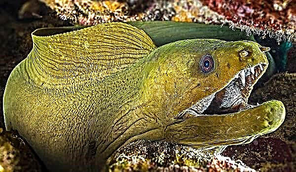 Moray Eel Rhinomuraena pisces. Description: features, species, lifestyle, habitatione morauie anguillis