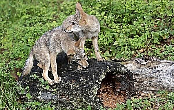 Coyote minangka kewan. Katrangan, fitur, spesies, gaya urip lan habitat coyote