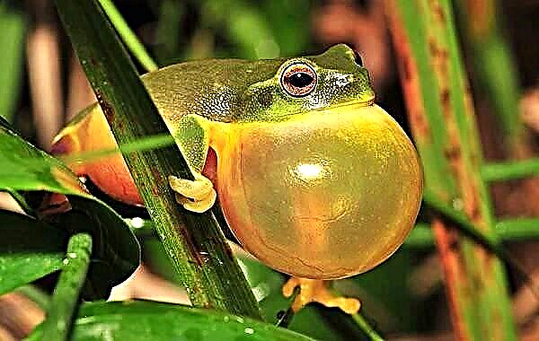 Drvo žaba. Opis, karakteristike, vrste, način života i stanište žaba