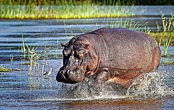 He kararehe a Hippo. Whakaahuatanga, ahuatanga, momo, momo noho me te nohonga o te hippopotamus