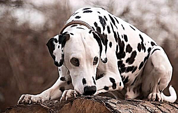 Dalmatinski pas. Opis, značajke, vrste, njega i cijena dalmatinske pasmine