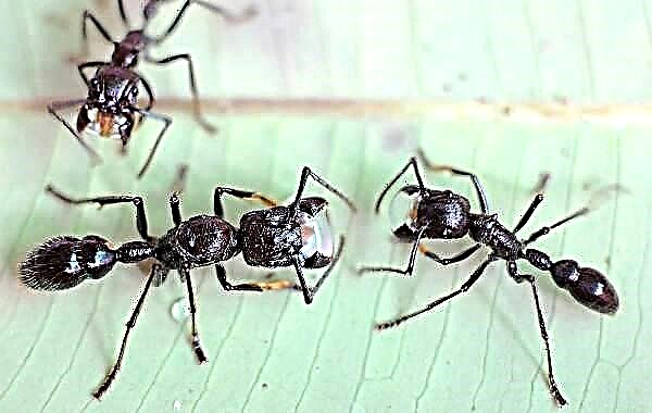Mrav je insekt. Opis, karakteristike, vrste, način života i stanište mrava