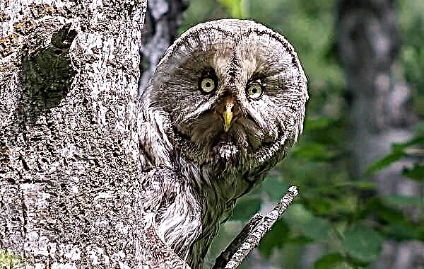 Owl bird. Paglaraw, dagway, species, lifestyle ug puy-anan sa bahaw