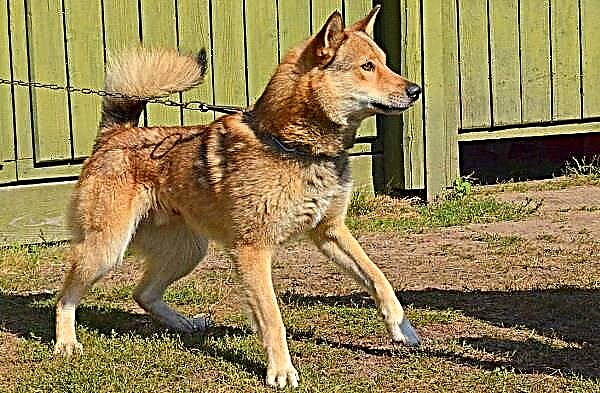 Anjing Laika Siberia Kulon. Katerangan, fitur, perawatan sareng harga urang sunda