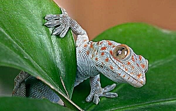 Gecko is 'n dier. Beskrywing, kenmerke, spesies, lewenstyl en habitat van die geitjie