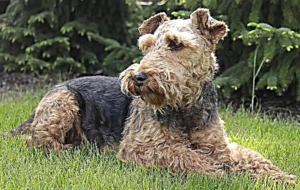 Anjing terrier Welsh. Katerangan, fitur, jinis, perawatan sareng harga urang Welsh Terrier