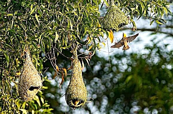 Weaver bird. Opis, osobine, vrste, način života i stanište tkalca