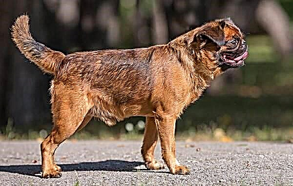 Kûçikê Petit Brabançon. Danasîn, taybetmendî, celeb, lênêrîn û bihayê nijadî