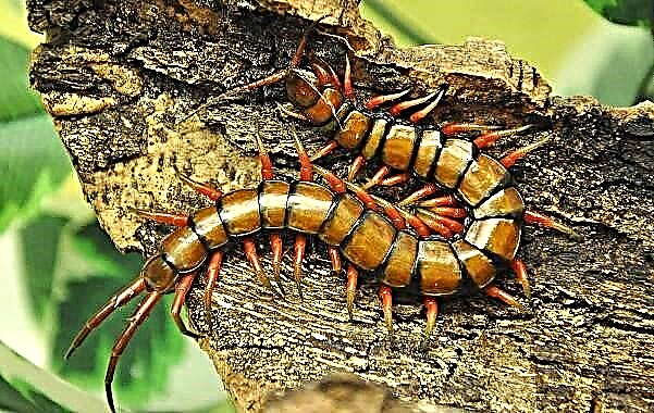 Scolopendra Centipede. Beschreiwung, Features, Spezies, Lifestyle a Liewensraum vu Scolopendra