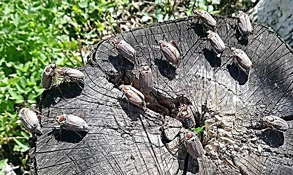 Insecto escaravello de maio. Descrición, especie, estilo de vida e hábitat do escaravello de maio