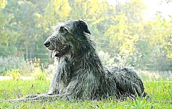 Inja yase-Irish wolfhound. Incazelo, izici, izinhlobo, ukunakekelwa kanye nentengo yohlobo