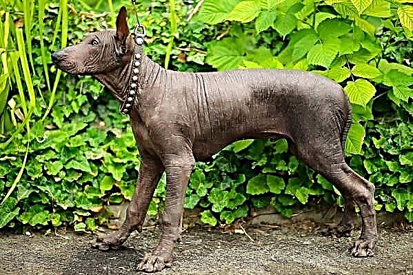 Xoloitzcuintle Hond. Beschreiwung, Features, Aarten, Fleeg a Präis vun der Rass