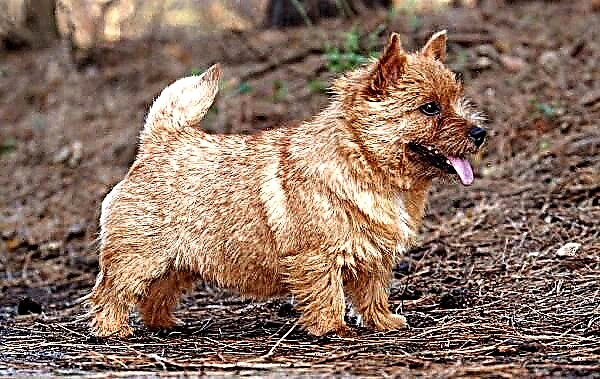 Norwich Terrier nga iro. Paglaraw, dagway, lahi, pag-atiman ug presyo sa lahi