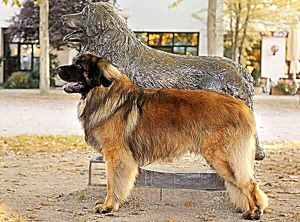 Leonberger Hond. Beschreiwung, Features, Aarten, Fleeg a Präis vun der Leonberger Rass