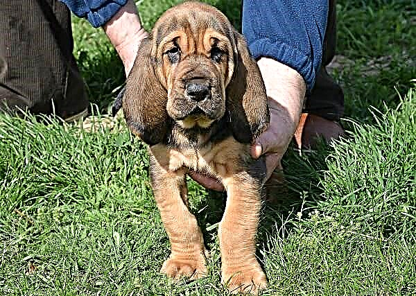 Madra Bloodhound. Tuairisc, gnéithe, cineálacha, cúram agus praghas bloodhound