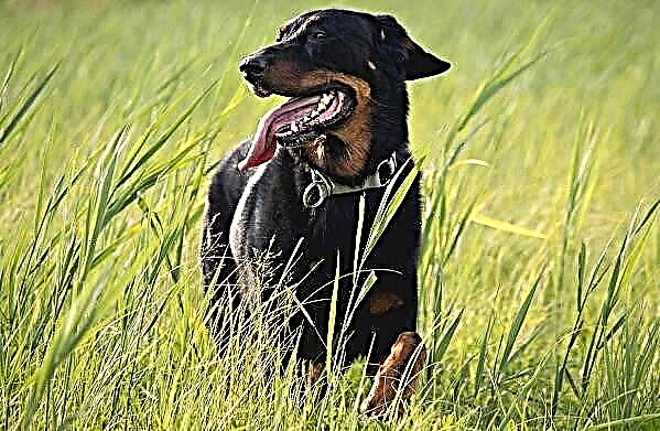 Aso Ng Beauceron Paglalarawan Mga Tampok Uri Pangangalaga At Presyo Ng Lahi Ng Beauceron Mga Alaga