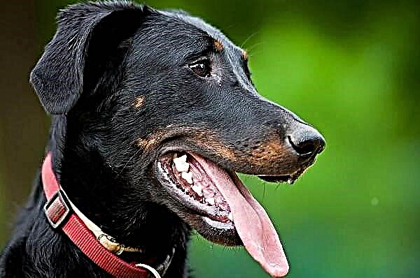 Beauceron нохой. Бауэрон үүлдрийн тодорхойлолт, онцлог, төрөл, арчилгаа, үнэ