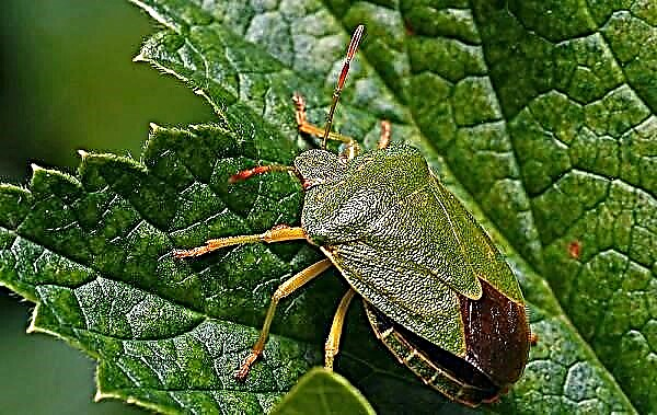 Marble bug insekto. Paglalarawan, mga tampok, uri at pamamaraan ng pagkontrol sa peste