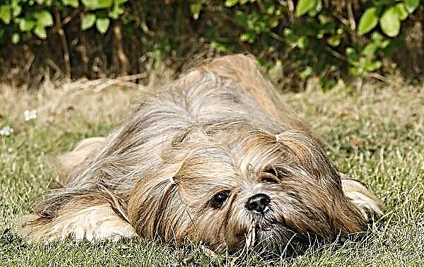 سگ لهاسا آپسو. شرح ، ویژگی ها ، انواع ، مراقبت و قیمت نژاد لهاسا آپسو