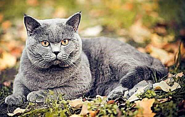 Chartreuse mačka. Opis, karakteristike, priroda, briga i cijena pasmine šartreuse
