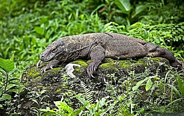 Komodo monitor gušter je životinja. Opis, karakteristike, način života i stanište guštera