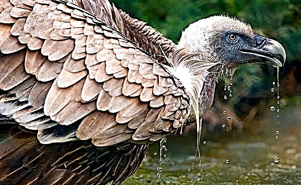 Vulture bird. Opis, karakteristike, vrste, način života i stanište supa