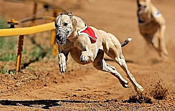Whippet نژادی سگ است. شرح ، ویژگی ها ، انواع ، مراقبت و قیمت یک بسته تبلیغاتی