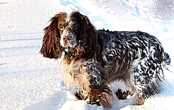 რუსული კოკერ-სპანიელის ძაღლი. ჯიშის აღწერა, მახასიათებლები, მოვლა და ფასი