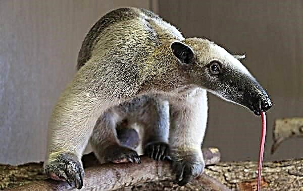 Anteater mangrupikeun sato. Katerangan, fitur, spésiés, gaya hirup sareng tempat hirup anteater