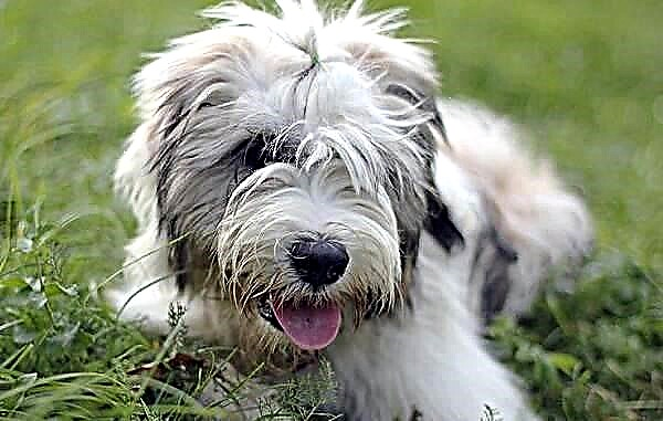 Taifau Tibet Terrier. Faʻamatalaga, foliga, ituaiga, tau ma le tausiga o le ituaiga
